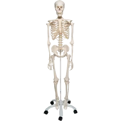 Squelette humain taille réelle Mediprem