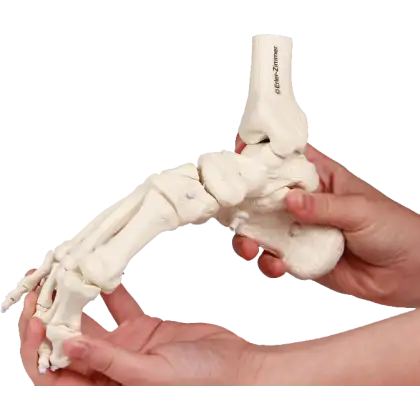 Squelette souple du pied avec début de tibia et péroné Erler Zimmer