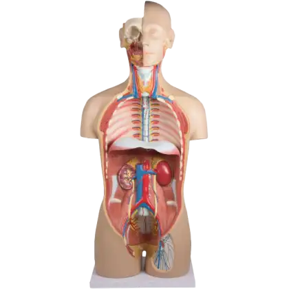 Torse bisexué en 27 parties avec dos ouvert Erler Zimmer