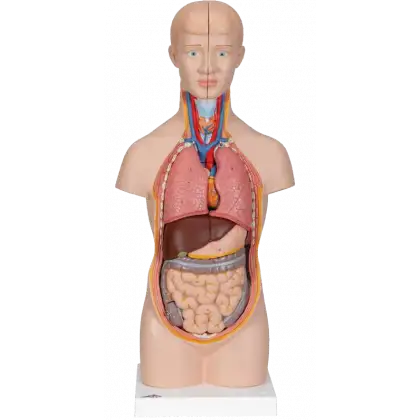 Torse miniature - 12 parties