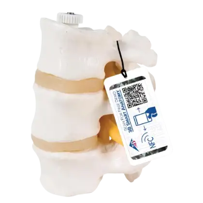 Vertèbres lombaires 3bs Scientific