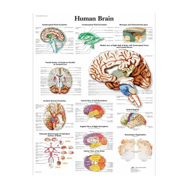 Affiche 3B Cerveau humain plastifiée