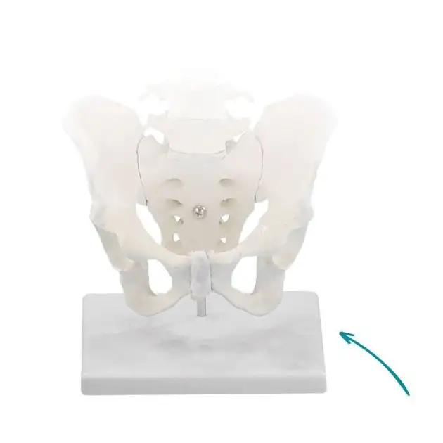 Support pour la colonne vertébrale