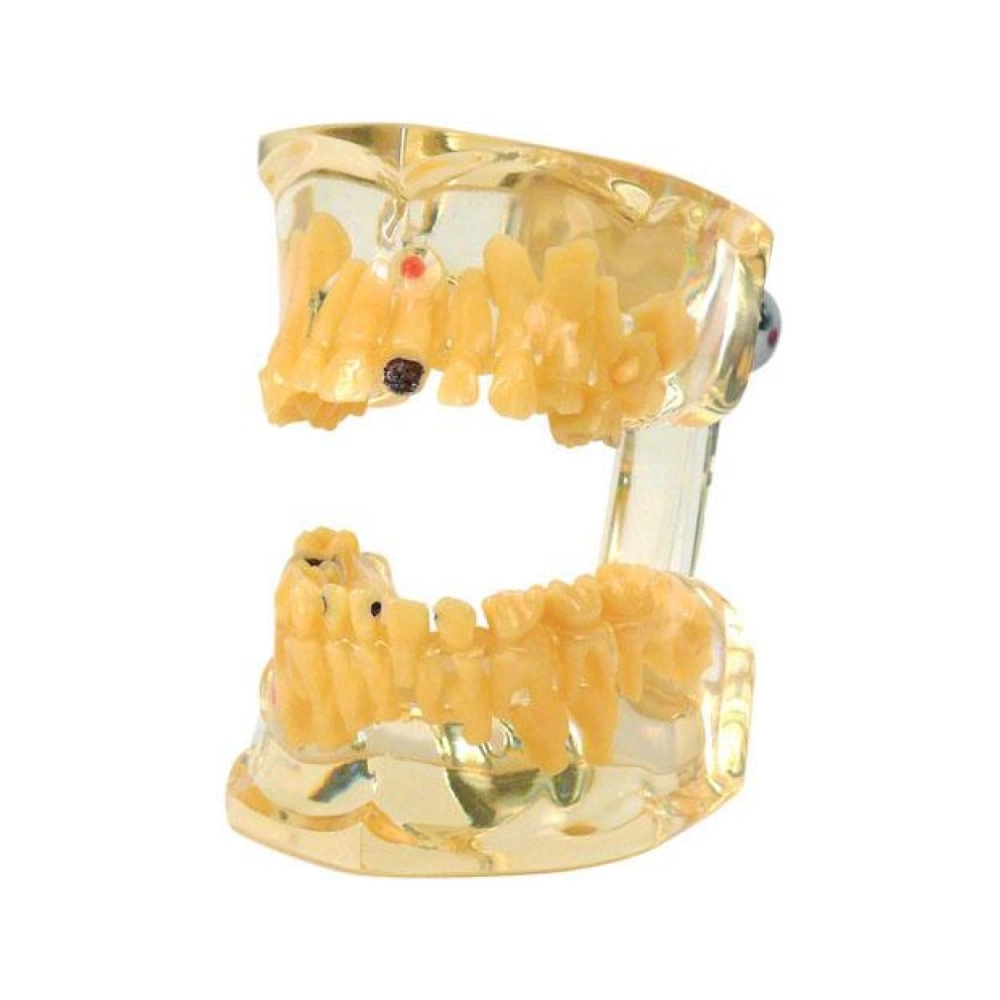 Modèle d'étude transparent enfant