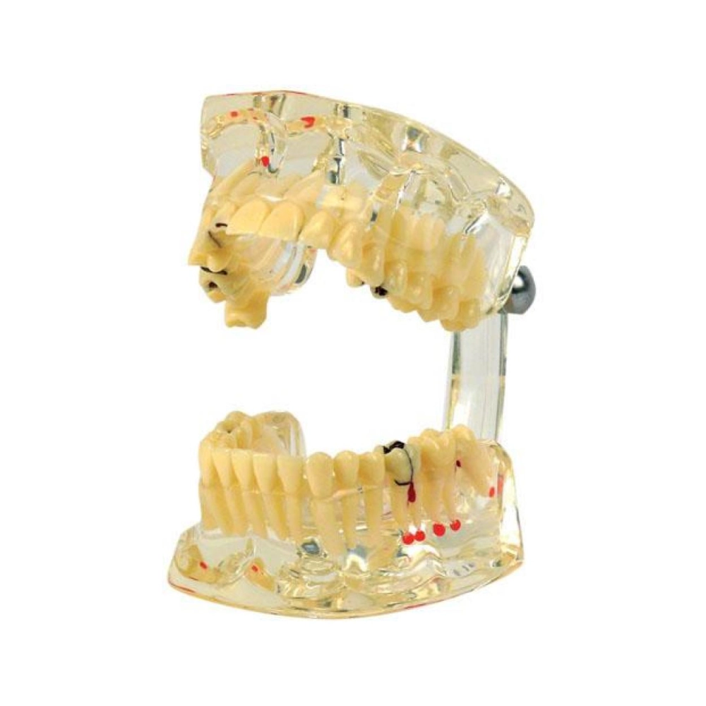 Modèle d'étude transparent de Luxe