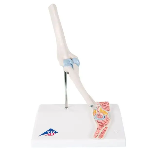 Mini-articulation coudée avec section transversale