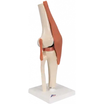 Articulation du genou - modèle fonctionnel de luxe 3B Smart Anatomy