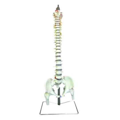 Colonne vertébrale avec bassin Mediprem