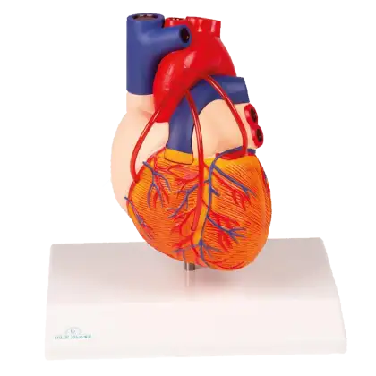 Modèle de coeur avec Bypass Erler Zimmer