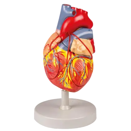 Modèle de coeur avec Bypass Erler Zimmer agrandit 2x en 4 parties