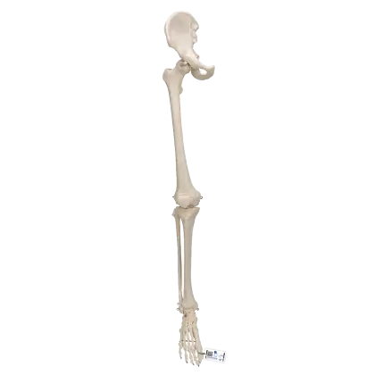 Squelette du membre inférieur avec l'os iliaque 3B Scientific