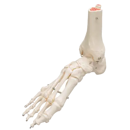 Squelette du pied avec moignon tibia et fibula (péroné) sur fil de fer 3B Scientific