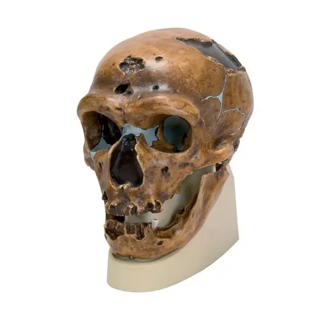 Homo neanderthalensis Skull (La Chapelle-aux-Saints 1), Replica